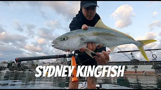 Sydney harbour Kingfish on poppers