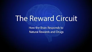 The Reward Circuit: How the Brain Responds to Natural Rewards and Drugs