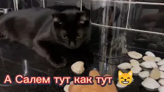 А Салем тут как тут - всё интересно 😸