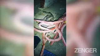 Eerie Moment Urban Explorer Finds Dead Squid And Shark In Abandoned Aquarium