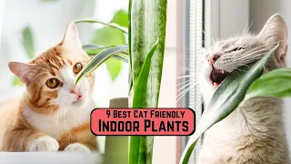 9 Best Cat Friendly Indoor Plants | Easy Non-Toxic to Pets Houseplants #cat