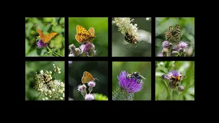 Schmetterlinge und fliegende Käfer auf der Waldlichtung