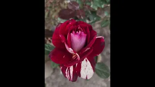 Rose compilation vol. 4 #rose #garden #nature