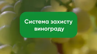 Система захисту винограду