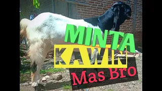 Ciri-ciri kambing betina birahi minta kawin