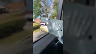 Shark looking at the window