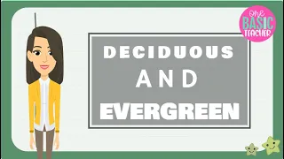 Deciduous and Evergreen Trees For Kids