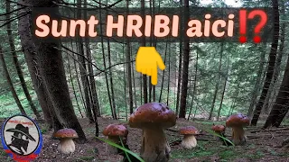 La cules de ciuperci! Mai sunt hribi prin Apuseni!? boletus EDULIS!