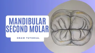 MANDIBULAR SECOND MOLAR - DRAW DENTAL ANATOMY