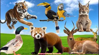 The Funniest Animal Sounds on Earth: Tiger, Red Panda, Sika deer, Parrot, Duck - Animal Paradise