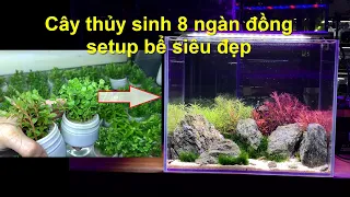 Hướng dẫn làm bể thủy sinh siêu đẹp chỉ với cốc cây 8000đ