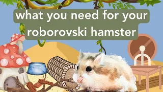 What you need for your roborovski - getting supplies for your hamster!