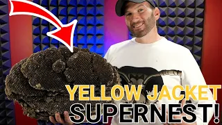 SUPER NEST Yellow Jackets In A Basement Ceiling! | Wasp Nest Removal