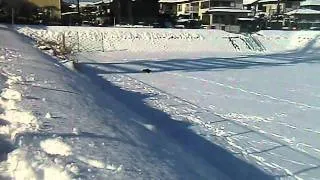 Jagdterrier   Play with snow of mammut