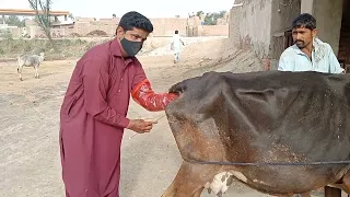 Artificial insemination in cow 🐄 çow me Ai karni ka Mokaml tarika