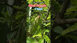 dragon fruit tree || dragon fruit farming #shorts #shortsfeed