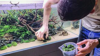 Aquascaping MASTERCLASS - Why details matter