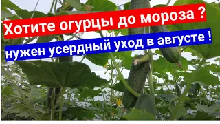 Закрывать ли теплицы с огурцами на ночь в августе . Уход за поздними посадками огурцов