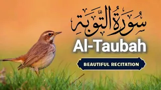 Surah Taubah | Al Taubah | Surah Al Taubah