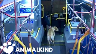 Bus driver rescues stolen dog during his bus route | Animalkind