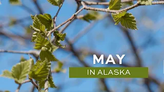 Alaska in May