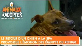 Le retour d'un chien à la SPA provoque l'émotion des équipes du refuge - Animaux à Adoper