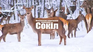 Сезон полювання  2018-2019 в МСК Сокіл