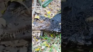 Electric eel VS Crocodile 🐊 #short #shorts #shortvideo #facts #eel #crocodile