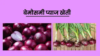 प्याज खेती गर्ने तरिका || Onion farming technology in Nepal||