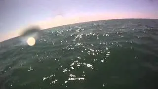 Great Whites off San Onofre