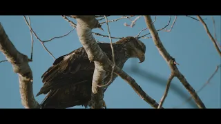 Sony FX30 Cinematic Film Nature Birdwatching 4K North Vancouver Canada