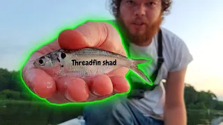 How to locate an catch shad with a 4ft cast net (threadfin)