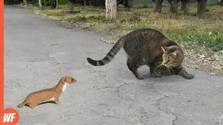 Weasel Faced Cat and Quickly Regrets It