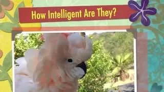 How Intelligent Are They? | Ep.25: Parrot Minds & Intelligence | Cockatude: Cockatoos with Attitude