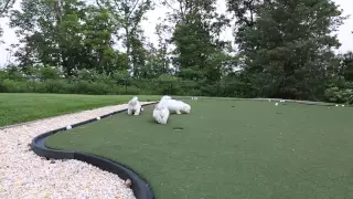 Just Incredible Coton de Tulear Puppies