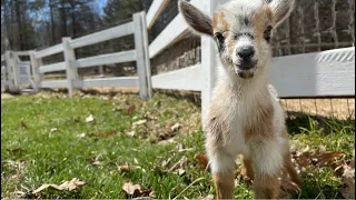 Cool (Goat) Kids Who’s Who List