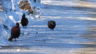 Ring-necked pheasants