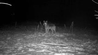 Hungry Wolf Attacks Dog During the Night