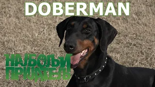 Doberman