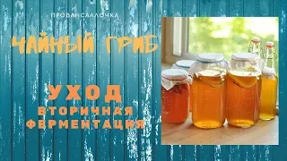 ЧАЙНЫЙ ГРИБ.  Уход и Вторичная ферментация Чайного Напитка КОМБУЧА Kombucha