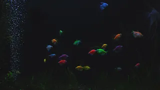 Beautiful Aquarium at Night | No Music | 10 Hour Sleep Sound | Full HD