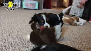 Adorable Cavalier King Charles Spaniel Puppies