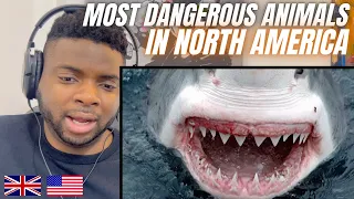 Brit Reacts To THE MOST DANGEROUS ANIMALS IN NORTH AMERICA!