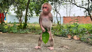 Super Funny! Bibi hides from Dad climbed a tree and lost his pants