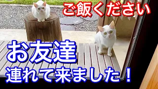 障子を開けたら白い野良猫2匹がご飯くださいと訴えてました