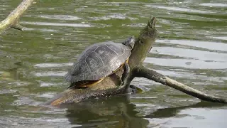 🐢 Exotische Wasserschildkröten in der Karlsaue 🐢