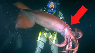 6 Giant Squid Encounters You Will NEVER Forget