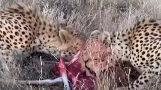 CHEETAHS EAT AN ANTELOPE .  cheetah mother and daughter feeding on springbok