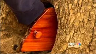 The Mystery of the Tiny Door in a Tree