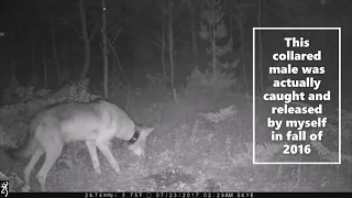 Wisconsin Wolf Trail Camera Videos